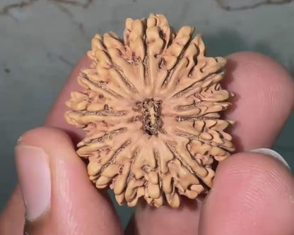 14 Mukhi Nepal Natural Rudraksha 32.29 mm Rudraksha Report No. RDQ0043983
