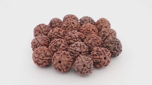 Natural 5 Mukhi Rudraksh Loose Beads (All sizes: 10-30mm)