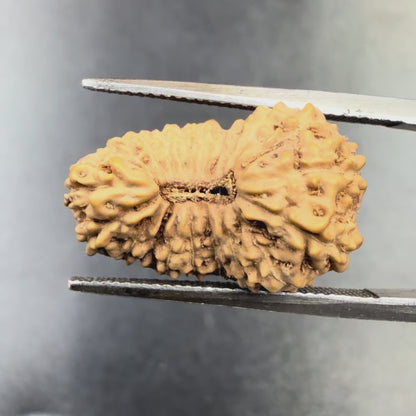 19 Mukhi Rudraksha (18.90mm) Indonesia