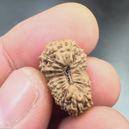 19 Mukhi Rudraksha (18.90mm) Indonesia