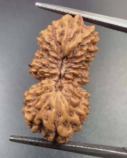 19 Mukhi Rudraksha (22.20 mm)