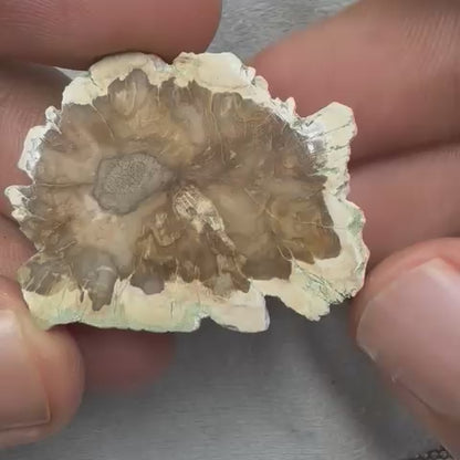 Natural Petrified Wood  44.43 ct  Tumbled Polished Cut  Mottled Brown and White