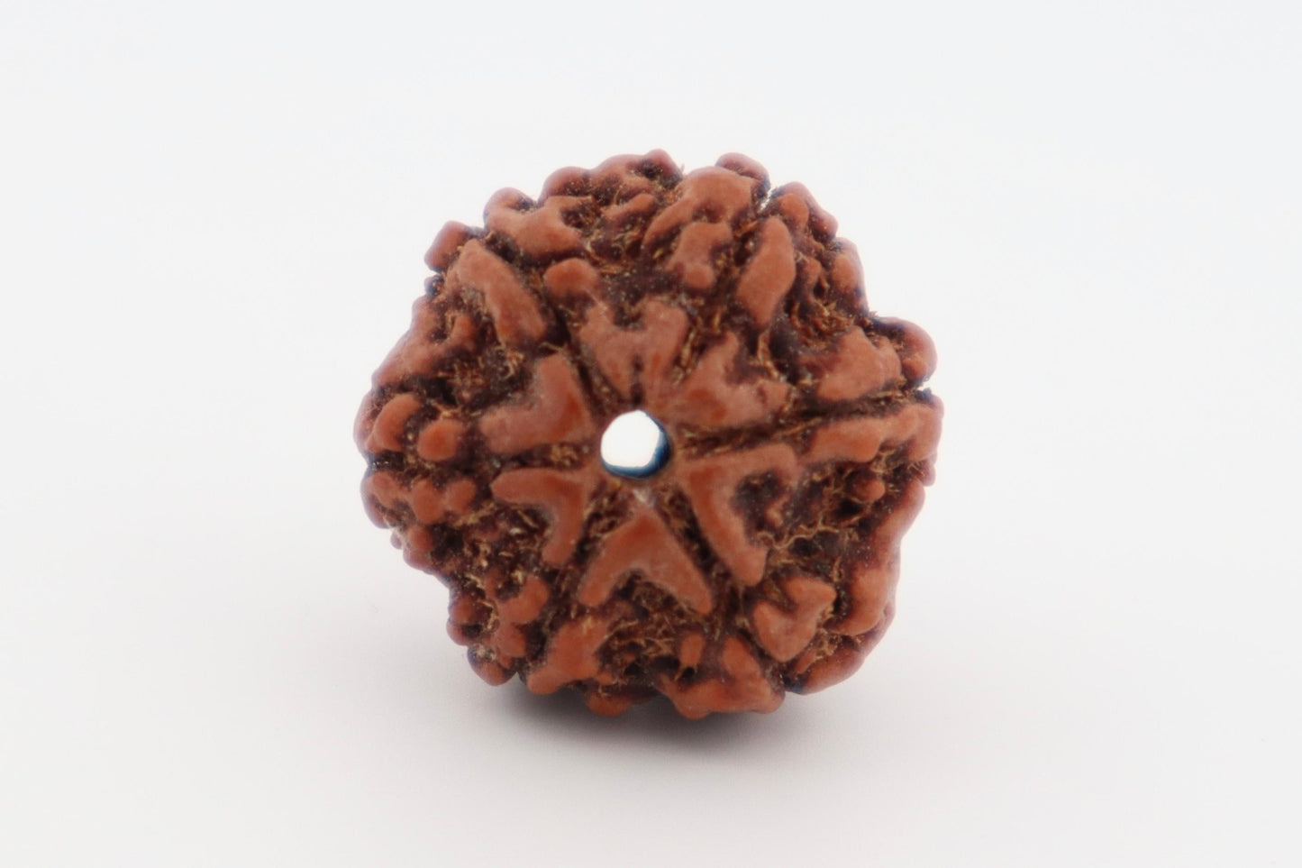 Natural 6 Mukhi Rudraksh (Nepal) Certficate: RDN074752