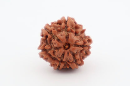 Natural 6 Mukhi Rudraksha (Nepal)
