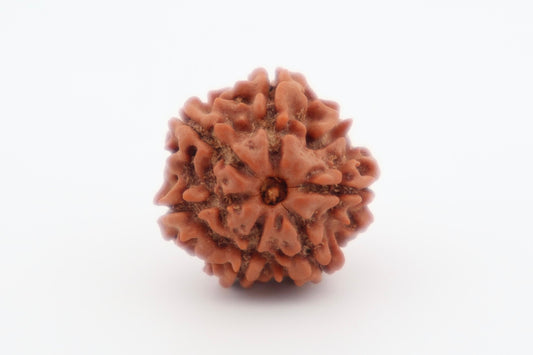 Natural 6 Mukhi Rudraksha (Nepal)