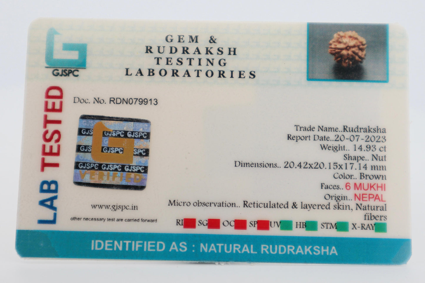 Natural 6 Mukhi Rudraksha (Nepal)
