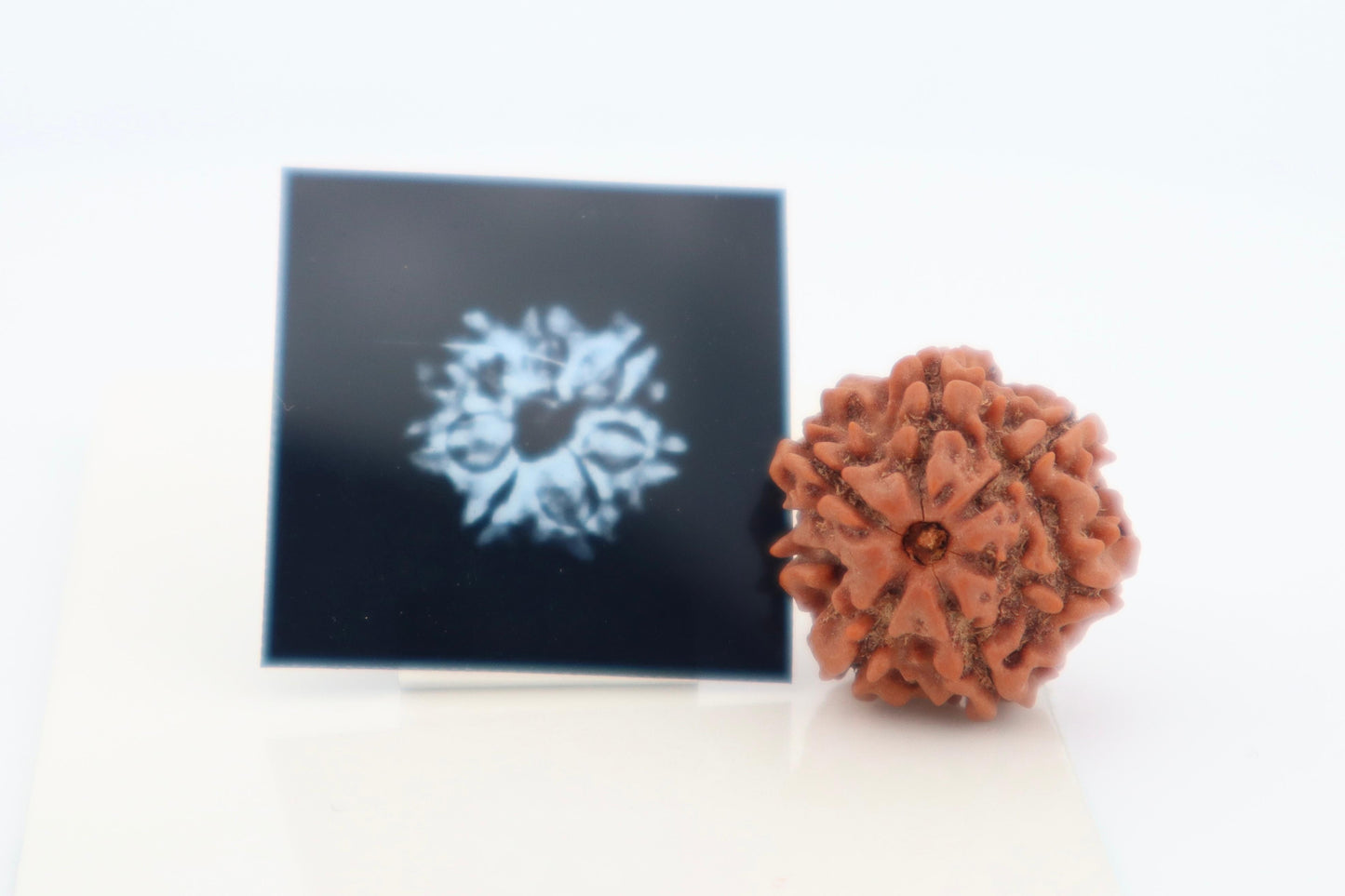 Natural 6 Mukhi Rudraksha (Nepal)