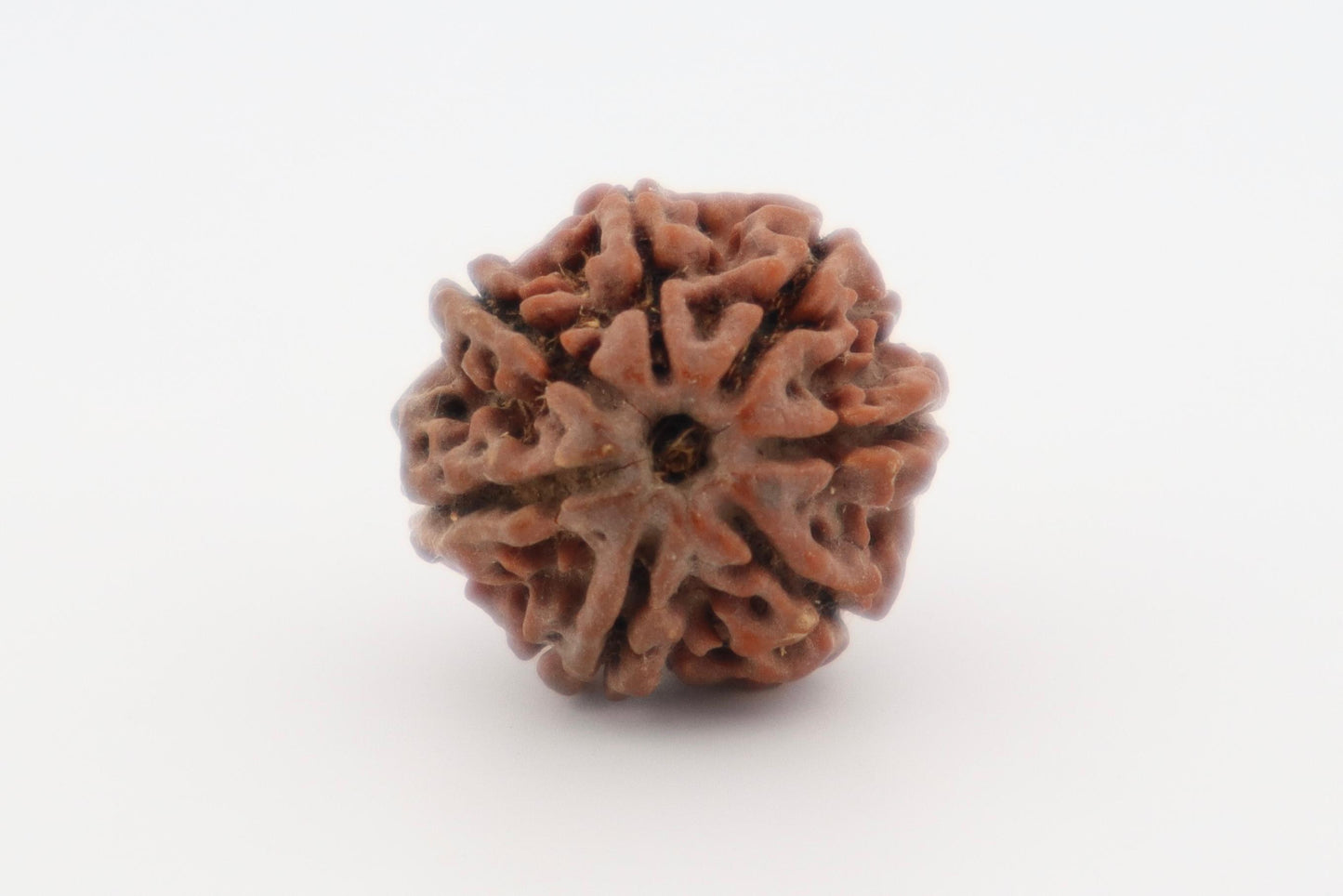 Natural 7 Mukhi Rudraksha (Nepal)