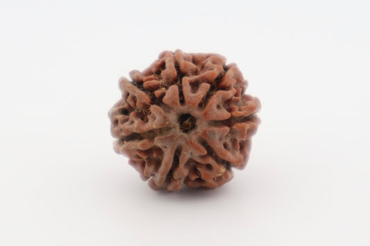 Natural 7 Mukhi Rudraksha (Nepal)