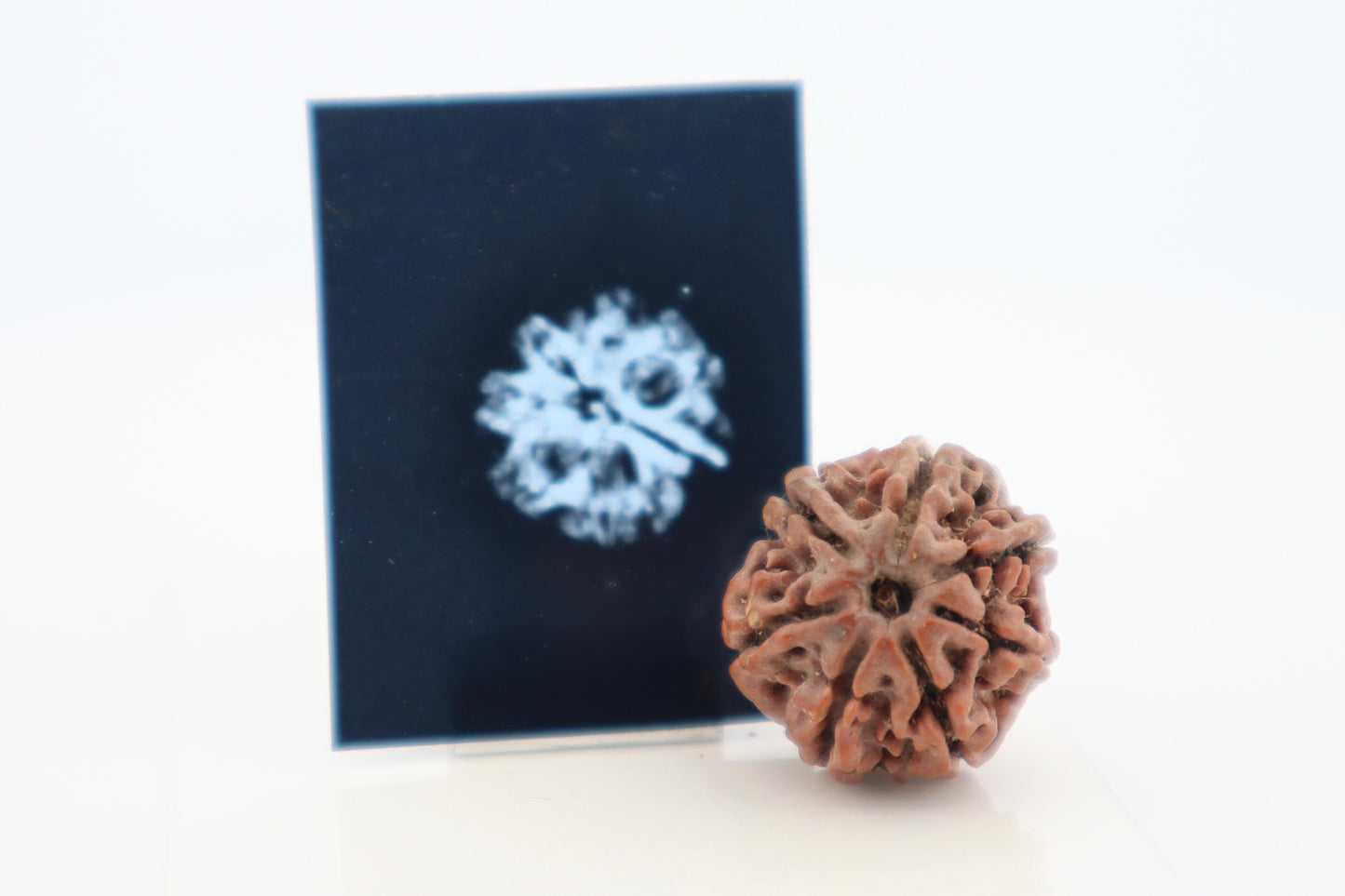Natural 7 Mukhi Rudraksha (Nepal)