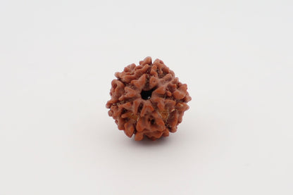 Natural 6 Mukhi Rudraksha (Nepal)