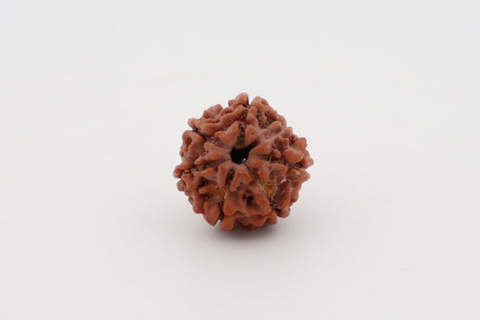 Natural 6 Mukhi Rudraksha (Nepal)