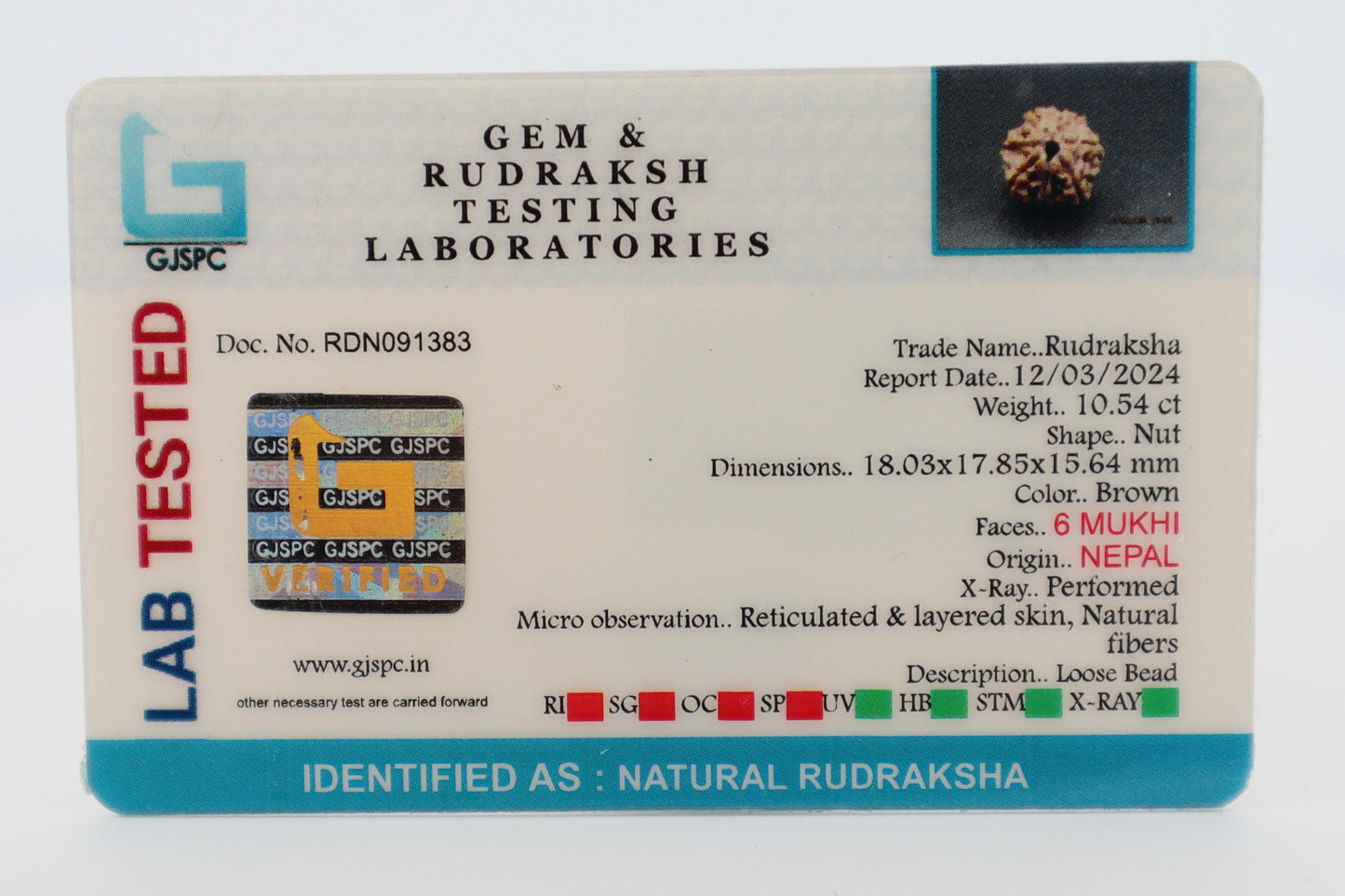 Natural 6 Mukhi Rudraksha (Nepal)