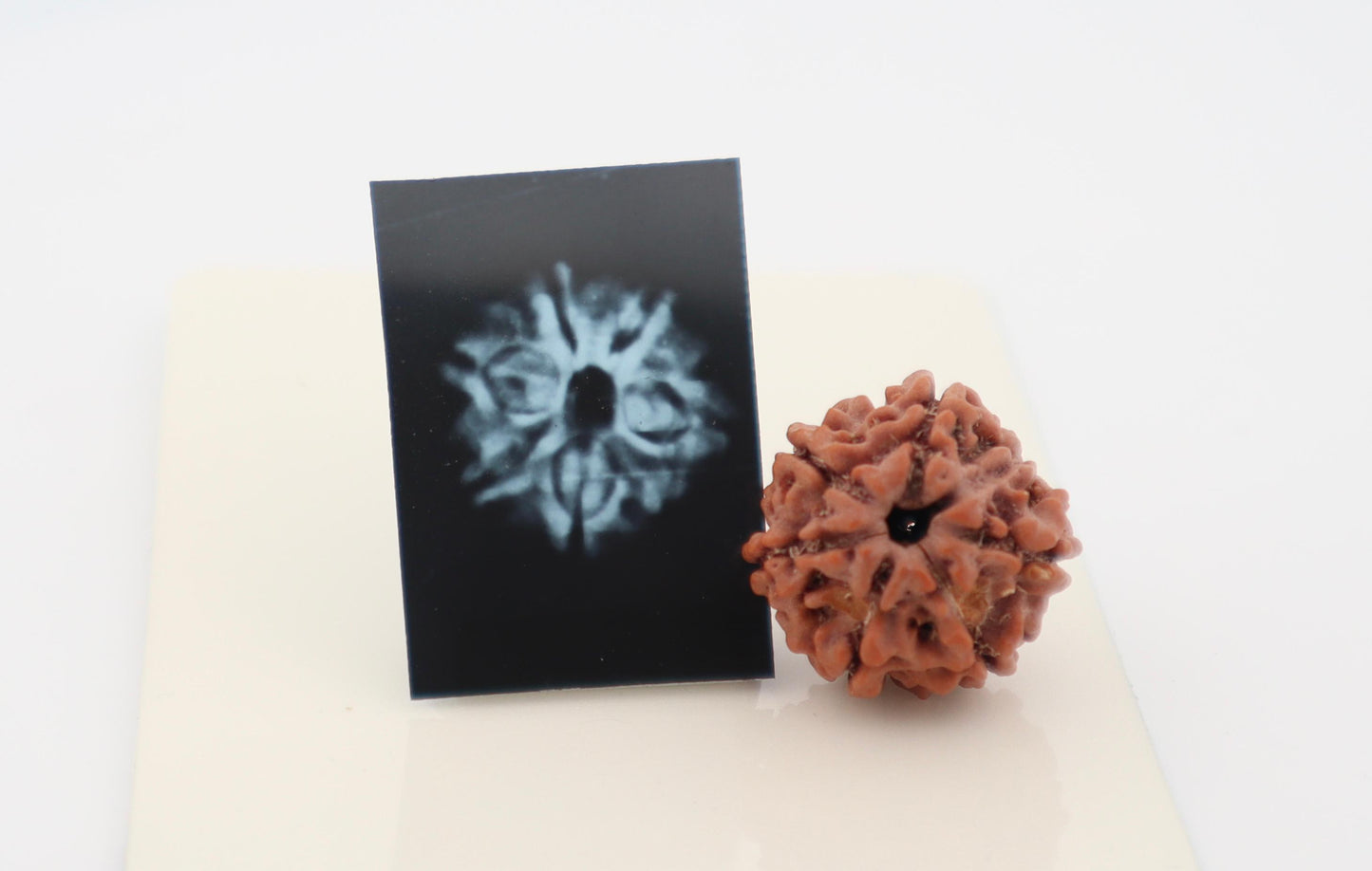 Natural 6 Mukhi Rudraksha (Nepal)