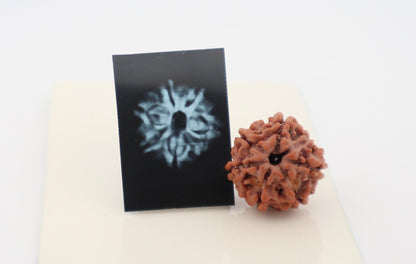 Natural 6 Mukhi Rudraksha (Nepal)