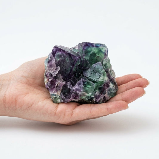 Raw natural fluorite crystal in hand, purple and green color bands, white background