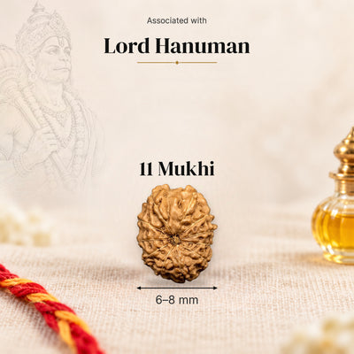 11 Mukhi Indonesia Rudraksha bead, 6–8 mm, on beige linen with moli thread and oil bottle, size arrow below, associated with Lord Hanuman.
