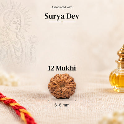 12 Mukhi Indonesia Rudraksha bead, 6–8 mm, on beige linen with moli thread and oil bottle, size arrow below, associated with Surya Dev.