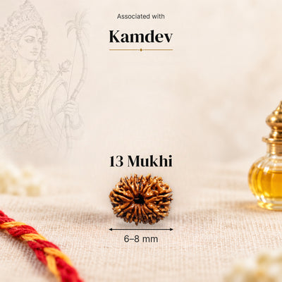 13 Mukhi Indonesia Rudraksha bead, 6–8 mm, on beige linen with moli thread and oil bottle, size arrow below, associated with Kamdev.