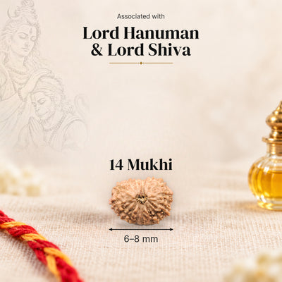14 Mukhi Indonesia Rudraksha bead, 6–8 mm, on beige linen with moli and oil bottle, size arrow below, associated with Lord Hanuman & Lord Shiva.