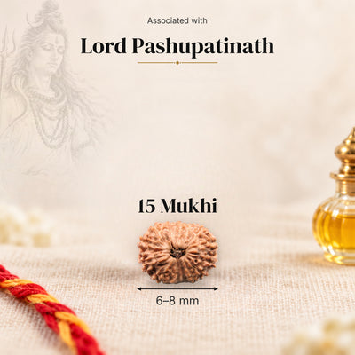 15 Mukhi Indonesia Rudraksha bead, 6–8 mm, on beige linen with moli thread and oil bottle, size arrow below, associated with Lord Pashupatinath.
