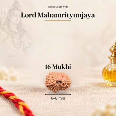 16 Mukhi Indonesia Rudraksha bead, 6–8 mm, on beige linen with moli thread and oil bottle, size arrow below, associated with Lord Mahamrityunjaya.
