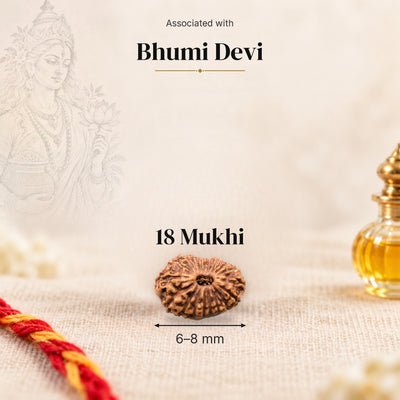 18 Mukhi Indonesia Rudraksha bead, 6–8 mm, on beige linen with moli thread and oil bottle, size arrow below, associated with Bhumi Devi.