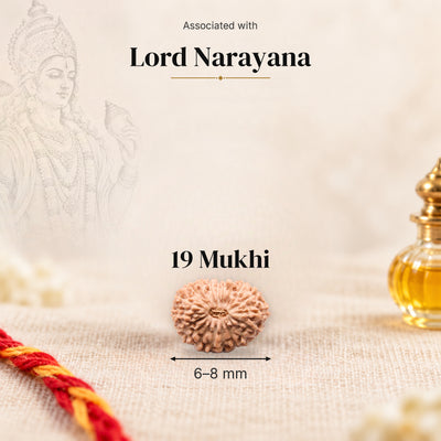 19 Mukhi Indonesia Rudraksha bead, 6–8 mm, on beige linen with moli thread and oil bottle, size arrow below, associated with Lord Narayana.