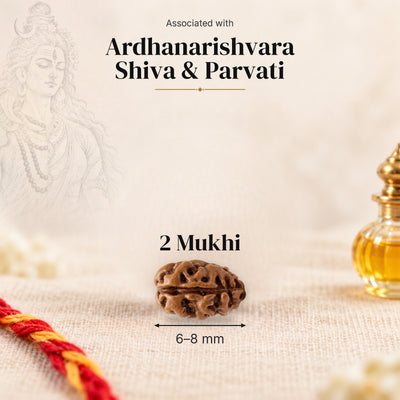2 Mukhi Indonesia Rudraksha bead, 6–8 mm, on beige linen with moli thread and oil bottle, size arrow below, associated with Ardhanarishvara.