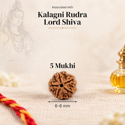 5 Mukhi Indonesia Rudraksha bead, 6–8 mm, on beige linen with moli and oil bottle, size arrow below, associated with Kalagni Rudra.