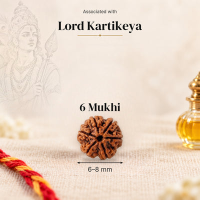 6 Mukhi Indonesia Rudraksha bead (Indonesian photo), 6–8 mm, on beige linen with moli and oil bottle, size arrow below, linked with Lord Kartikeya.