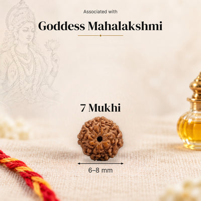 7 Mukhi Indonesia Rudraksha bead, 6–8 mm, on beige linen with moli thread and oil bottle, size arrow below, associated with Goddess Mahalakshmi.