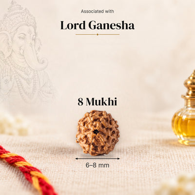 8 Mukhi Indonesia Rudraksha bead, 6–8 mm, on beige linen with moli thread and oil bottle, size arrow below, associated with Lord Ganesha.