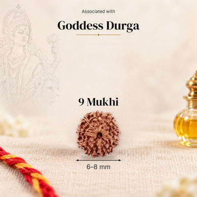 9 Mukhi Indonesia Rudraksha bead, 6–8 mm, on beige linen with moli thread and oil bottle, size arrow below, associated with Goddess Durga.