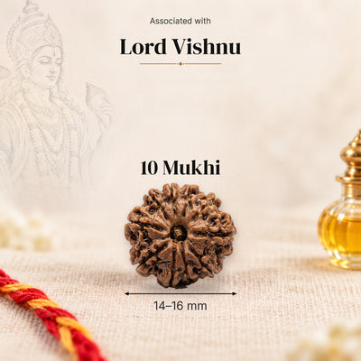 10 Mukhi Nepal Rudraksha bead, 14–16 mm, on beige linen with moli thread and oil bottle, size arrow below, associated with Lord Vishnu.