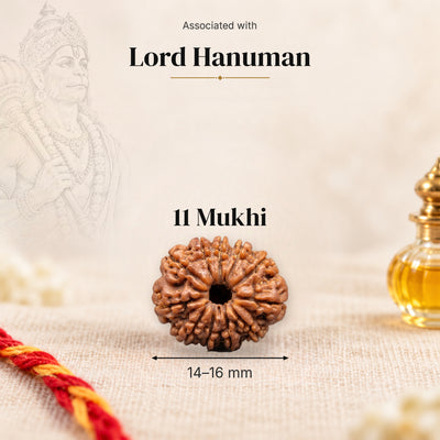 11 Mukhi Nepal Rudraksha bead, 14–16 mm, on beige linen with moli thread and oil bottle, size arrow below, associated with Lord Hanuman.