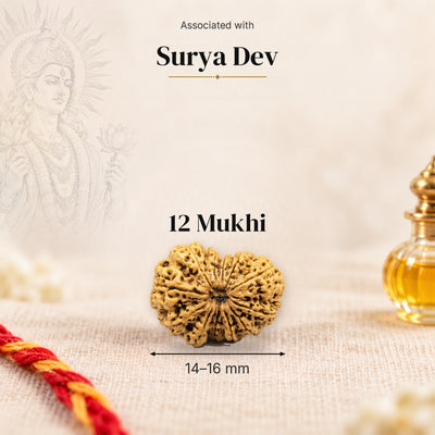 12 Mukhi Nepal Rudraksha bead, 14–16 mm, on beige linen with moli thread and oil bottle, size arrow below, associated with Surya Dev.