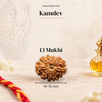 13 Mukhi Nepal Rudraksha bead, 14–16 mm, on beige linen with moli thread and oil bottle, size arrow below, associated with Kamdev.