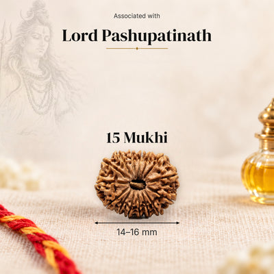 15 Mukhi Nepal Rudraksha bead, 14–16 mm, on beige linen with moli thread and oil bottle, size arrow below, associated with Lord Pashupatinath.
