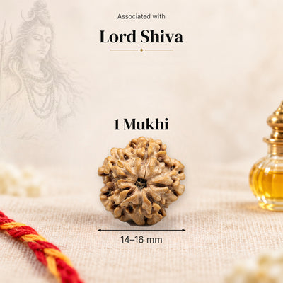 1 Mukhi Nepal Rudraksha bead, 14–16 mm, on beige linen with moli thread and oil bottle, size arrow below, associated with Lord Shiva.