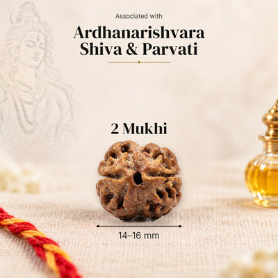 2 Mukhi Nepal Rudraksha bead, 14–16 mm, on beige linen with moli thread and oil bottle, size arrow below, associated with Ardhanarishvara.