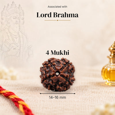 4 Mukhi Nepal Rudraksha bead, 14–16 mm, on beige linen with moli thread and oil bottle, size arrow below, associated with Lord Brahma.