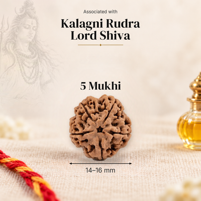 5 Mukhi Nepal Rudraksha bead, 14–16 mm, on beige linen with moli thread and oil bottle, size arrow below, associated with Kalagni Rudra.