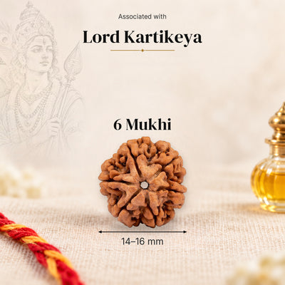 6 Mukhi Nepal Rudraksha bead, 14–16 mm, on beige linen with moli thread and oil bottle, size arrow below, associated with Lord Kartikeya.