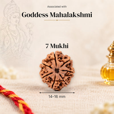 7 Mukhi Nepal Rudraksha bead, 14–16 mm, on beige linen with moli thread and oil bottle, size arrow below, associated with Goddess Mahalakshmi.