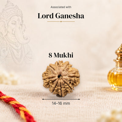 8 Mukhi Nepal Rudraksha bead, 14–16 mm, on beige linen with moli thread and oil bottle, size arrow below, associated with Lord Ganesha.