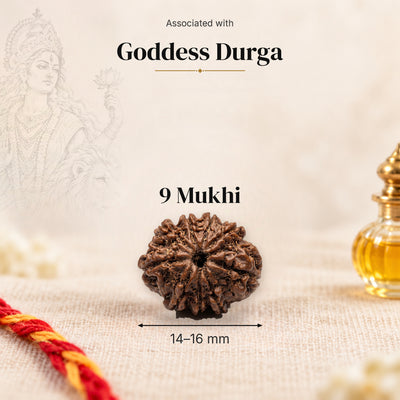 9 Mukhi Nepal Rudraksha bead, 14–16 mm, on beige linen with moli thread and oil bottle, size arrow below, associated with Goddess Durga.