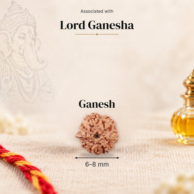 Ganesh Indonesia Rudraksha bead, 6–8 mm, on beige linen with moli thread and oil bottle, size arrow below, associated with Lord Ganesha.