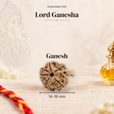Ganesh Nepal Rudraksha bead, 14–16 mm, on beige linen with moli thread and oil bottle, size arrow below, associated with Lord Ganesha.