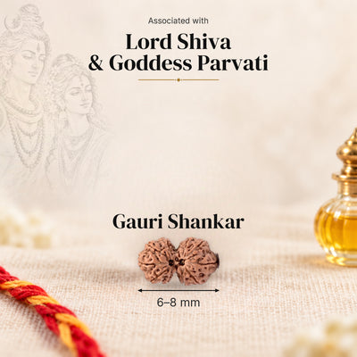 Gauri Shankar Indonesia Rudraksha bead, 6–8 mm, on beige linen with moli and oil bottle, size arrow below, sketch of Lord Shiva & Goddess Parvati.